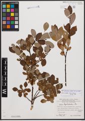 Salix bicolor Ehrh. ex Willd.